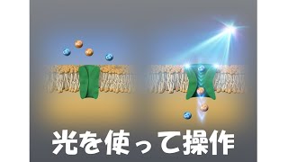 オプトジェネティクスが切り拓く最先端バイオ技術​