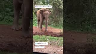 Udawalawa National Park 🇱🇰 🛩🛥⛱🌴🐋🐘🐆🏄