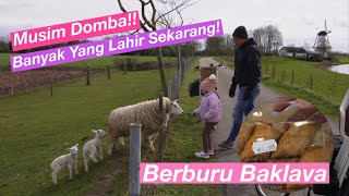 CARI BAKLAVA DAN PERNAK PERNIK MURAH // NENGOKIN ANAK-ANAK DOMBA YANG BARU LAHIR