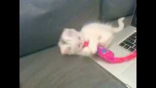 Kitten plays with toy ferret