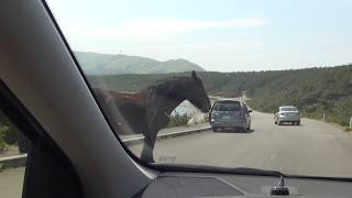 道路上を馬が歩く！ 青森県尻屋崎道路