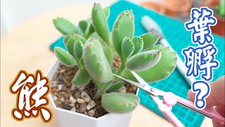 【多肉植物繁殖】熊童子能葉孵嗎？教你怎麼100%孵出來 How to propagate Cotyledon tomentosa from leaves English subtitles