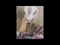 golden retriever herds her indoor baby goats