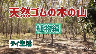 【タイ生活】「植物編」ラヨン県の天然ゴムの山