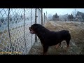 rottweiler.buda gatyaszaggató hangulatban.