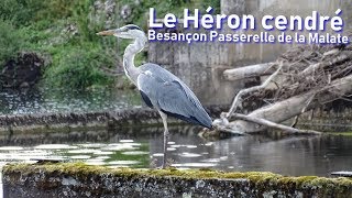 Le Héron cendré Documentaire de Lopez frédéric © 2019