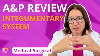 Integumentary System, A&P Review: Medical-Surgical (MedSurg) | @LevelUpRN