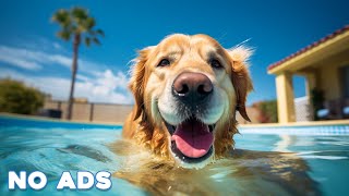 12 Hours Healing Dog Music 🐶 Soothing Sounds for Deep Relaxation and Sleep With Dog Sleeping Sound