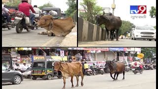 Stray cattle rule the road, haunt motorists in Surat | Tv9GujaratiNews