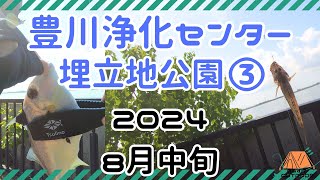 【2024.8月中旬】豊川浄化センター埋立地公園３。お盆休みにハゼ・ギマ釣れました！サイズも数もギマ最高記録！釣り人さん多くて人気です。