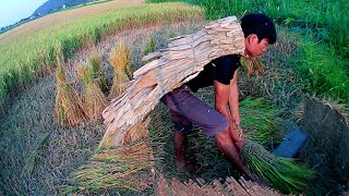 Ancient bamboo weaving and rice harvesting skills