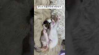 三毛子猫、ひっくり返りわちゃわちゃ #cat #猫 #保護猫 #子猫 #kitten #ねこ #こねこ #animal #babycat #cute #shorts