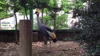 たっぷりホオジロカンムリヅル（東武動物公園） 2017年8月20日