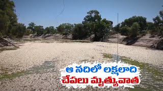 Millions Of Dead Fish Found In Australian River | Mysterious Skylight Spotted