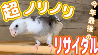 超ノリノリ♪オカメインコの年末リサイタルvol.393#cockatie#オカメインコ