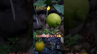 今日のレモン🍋栽培 #shorts_ #kitchengarden #shortsyoutube #shortsfeed #家庭菜園初心者 #レモン栽培 #レモン