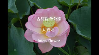 大賀蓮　古河総合公園　lotas flower