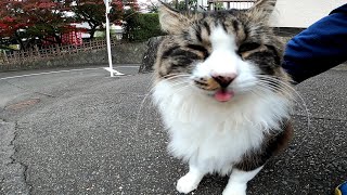 ふわふわキジトラ猫が舌をペロペロしてカワイイ