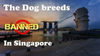 10 Dog breeds Banned in Singapore