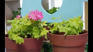 제라늄 한 사이즈 크게 분갈이하기 : 벡티스스파클러 How to change the pot in a large size. on new soil Pelargonium.