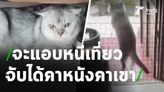 คลิปแมวแอบกระโดดหนีออกนอกรัวแล้วคนจับได้ | 16-04-64 | ตะลอนข่าว