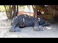 Abscess popped from elephant's belly, sympathetic people were there to treat