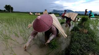 (Keng Tung farming time EP = 4)ไปหาสาวน้อยบ้านยางลอลำนา Fall in Love With Keng Tung girls farming.