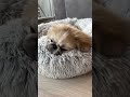 眠たい子犬のペキシーズー ペキシーズー