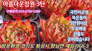 #아름다운정원3탄#고운빛감#중대품 착한가격 (5만원이상 선물 드려요) ♡멕시코풀덴시스♡홍상생술♡쉘브르♡워아이니♡불꽃♡서클라인♡레드길바~~