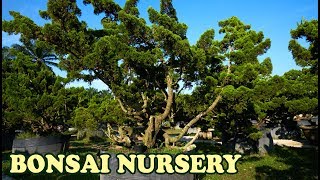 This is It ! Beautiful LARGE Bonsai Garden in MALAYSIA - Tedy Boy Bonsai of Indonesia