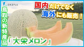 【新たな特産品】“大栄メロン”が年々人気拡大　大栄スイカの後作として効率的な栽培が可能　鳥取県北栄町