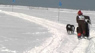 2014.2.23稚内犬ぞり大会　３頭引きスタート