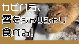 カピバラ、雪をシャリシャリ食べる！