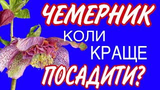 Як пережив спеку #чемерники та коли краще його пересаджувати?