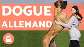 Dogue Allemand ou Grand Danois - Chien GÉANT