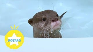 カワウソ コタロー　賢さがわかる！お風呂の新しい遊び方　Kotaro the Otter Learned Something New in the Bath