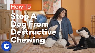 How To Stop A Dog From Destructive Chewing | Chewtorials