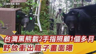 誤觸陷阱！台灣黑熊截2手指　照顧1個多月…野放衝出籠子畫面曝｜三立新聞網 SETN.com