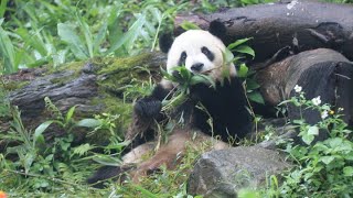 20230407 吃竹抓到茄苳葉 圓寶拾荒樹上歇(早餐) Giant Panda Yuan Bao