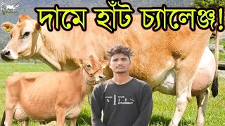 প্রতিটা গাভীর দাম নিয়ে আশরাফুল ভাইয়ের হাঁট চ্যালেঞ্জ! বাচ্চাছাড়া গাভীর টাকায় কিনুন চেকগাভ দুধের গাভী