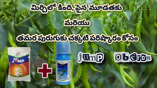 JUMP ! OBERON ! mirchi lo black thirps ki నివారణకు. #farming #jump ##oberon