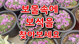 신세대다육 010 4105 9117 💕 보물속에 보석을 찾아보세요 💕