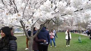 Toronto Trinity Bellwoods Park Cherry Blossoms - Best Place to See Blossoms in Toronto