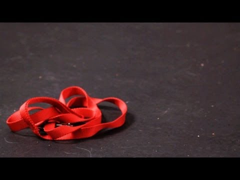 How to Teach Your Dog to Get the Leash | Dog Tricks How to Teach Your Dog to Get the Leash | Dog Tricks