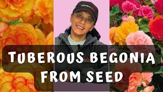 How To Grow Tuberous Begonias From Seed