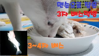 5화) 고양이 미호이야기 - 맨손으로 잡은 4자 배스 고양이 특식 먹방