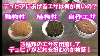 【閲覧注意？】デュビアのエサは結局どれが良いのか検証しました