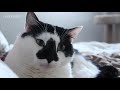 icymi caturday * lucky ferals s4 episodes 37 49 * cat family vlog