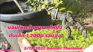 Bonsai บอนไซตะโกหนูรากโหย่ง 1,200บ.รวมส่ง💖💖👍