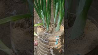 Grow onion in plastic Bottle pots Home Garden#shorts#short#onion#homegarden#growonion#viralshort